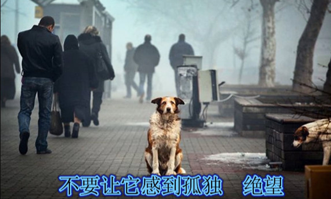 吉安爱影圈微博微信转发案例